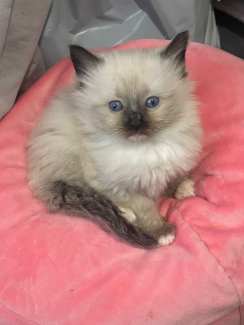 Pure Ragdoll kittens with lots of personality ready to move out.
