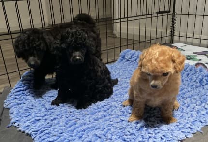 Toy on sale poodle wa