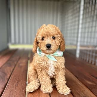 toy cavoodle in Queensland Dogs Puppies Gumtree Australia