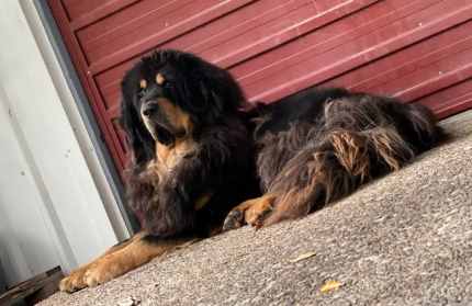 Tibetan mastiff hot sale for sale gumtree