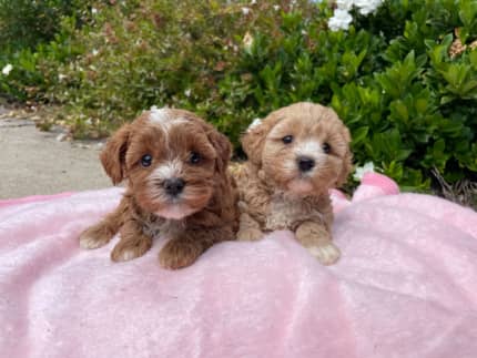 Gumtree maltipoo hot sale