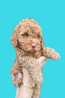 Gumtree poodles best sale for sale