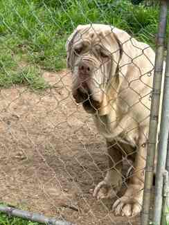 Neapolitan mastiff fashion gumtree