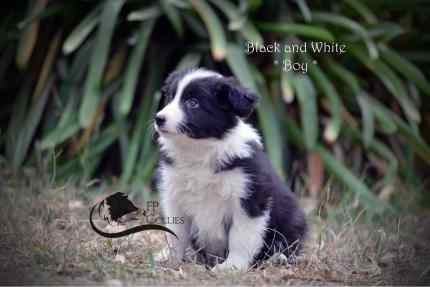 Tintagel store border collies