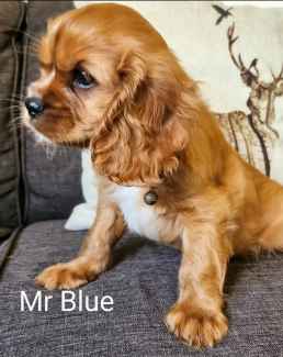 Gumtree cavalier hot sale king charles