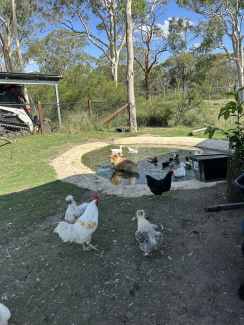 Blue partridge Brahma rooster, Livestock, Gumtree Australia Penrith Area  - Orchard Hills
