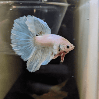 Gumtree hot sale betta fish