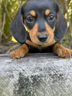 Sausage dogs for shop sale gold coast