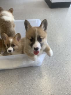 Corgi puppies sales for sale gumtree