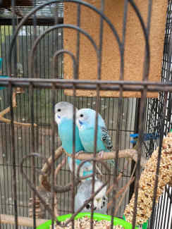 one male and one female arctic blue baby budgies (sold together)