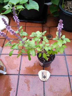 tulsi in Sydney Region NSW Plants Gumtree Australia Free