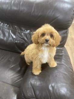 Cavoodles for best sale sale gumtree