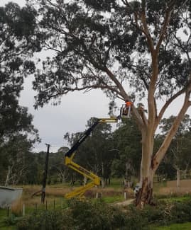 tree removal in Adelaide Region SA Landscaping Gardening