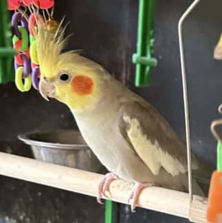 Cockatiel hotsell cage gumtree