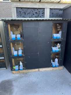 Pigeon cage 6 breeding 