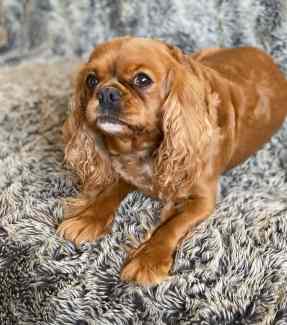 Gumtree cavalier king charles spaniel best sale for sale