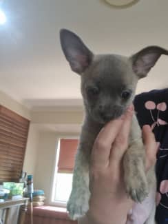 Chihuahua best sale stud gumtree