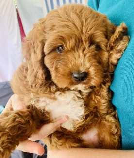 Cavoodle Therapy Puppies DNA tested