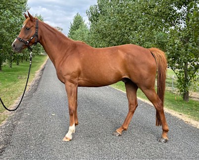 arabian horses for sale nsw