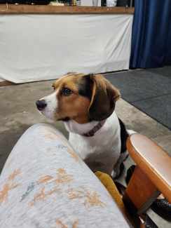 Beagle gumtree sale