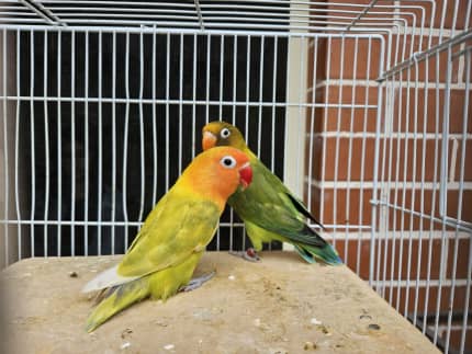 Lovebirds for best sale sale gumtree