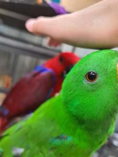 Eclectus pair friendly 1year and 3months 