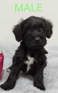 Gumtree schnoodle hot sale