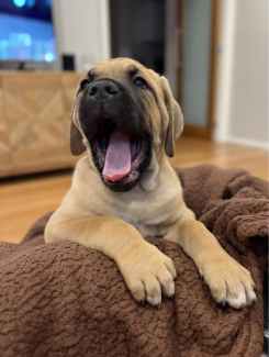 Cane store corso gumtree