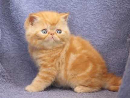 Exotic hot sale shorthair gumtree