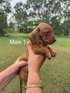 Sausage dogs outlet gumtree