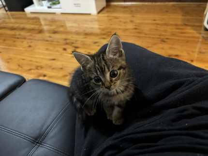 Kitten needs loving home