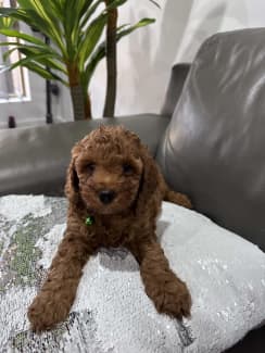 Miniature hotsell poodle gumtree