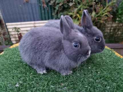 Gumtree clearance netherland dwarf