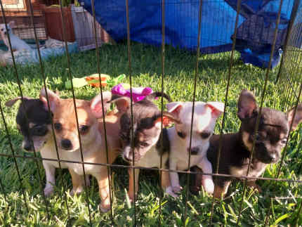Chihuahua puppies - purebred