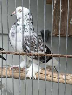 Lahori pigeons for sale