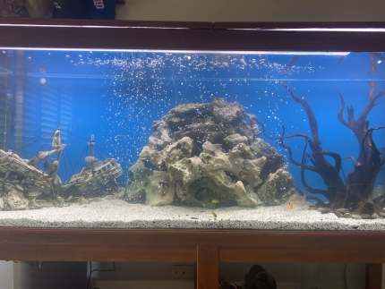 Fish Tank 6ft