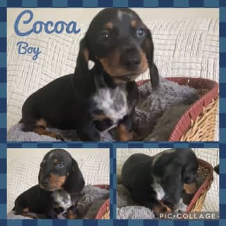 sausage dog for sale central coast