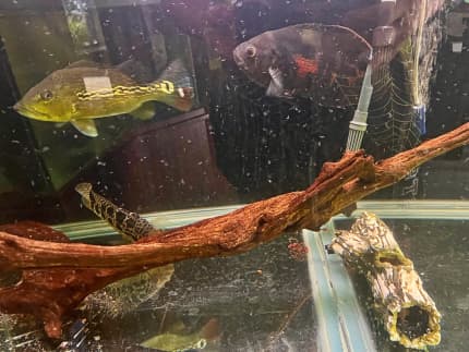 female oscar fish for sale