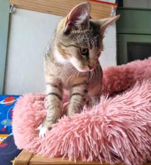 Male kitten super friendly and extremely well socialised 