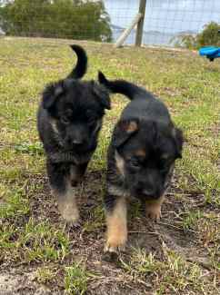 Gumtree hot sale german shepherd