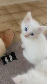 Purebred White Russian kittens for sale