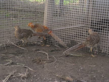 pheasants for sale australia