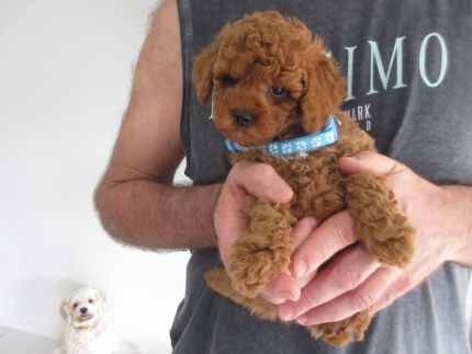 READY NOW Tiny Toy Cavoodle Pups (1F under 1kg) 1M DNA Cleared