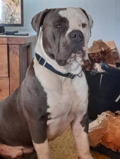 Gumtree hot sale xl bully