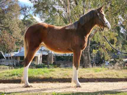 Registered Clydesdale Cross Filly 