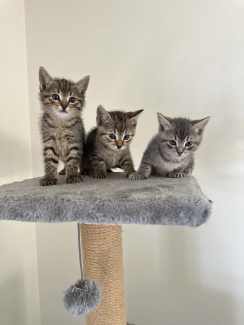 3 Kittens looking for forever home
