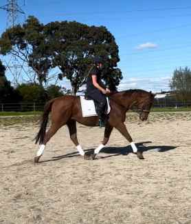3yo ott gelding ideal first young horse quiet and flashy