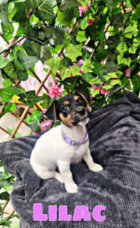 Gumtree jack hot sale russell