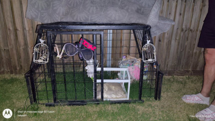 Pig dog cages for utes best sale