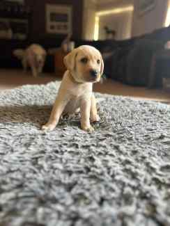 Labrador puppies best sale for sale gumtree